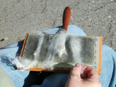 Placing the locks of wool on the hand card